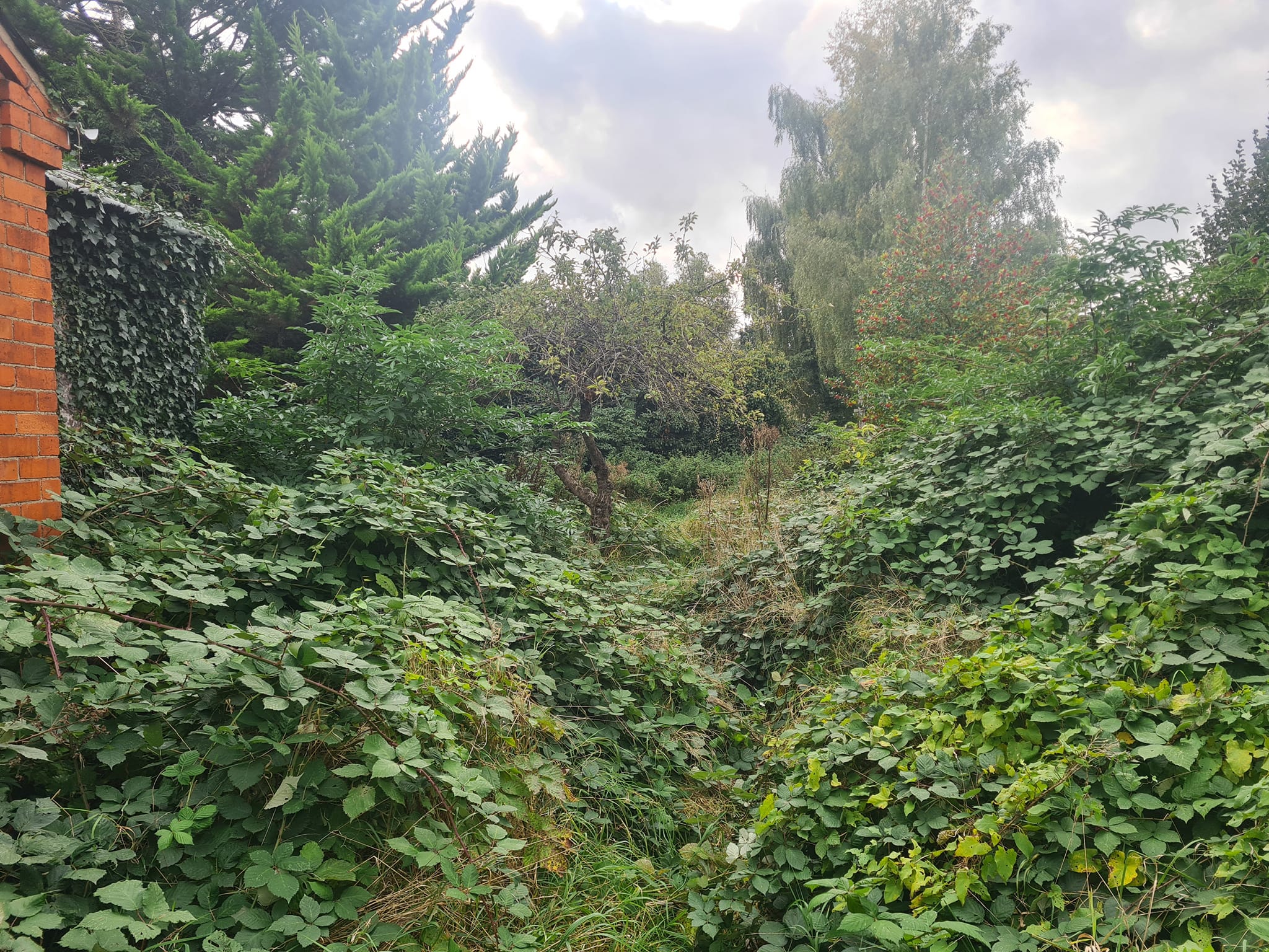 garden clearance6-before