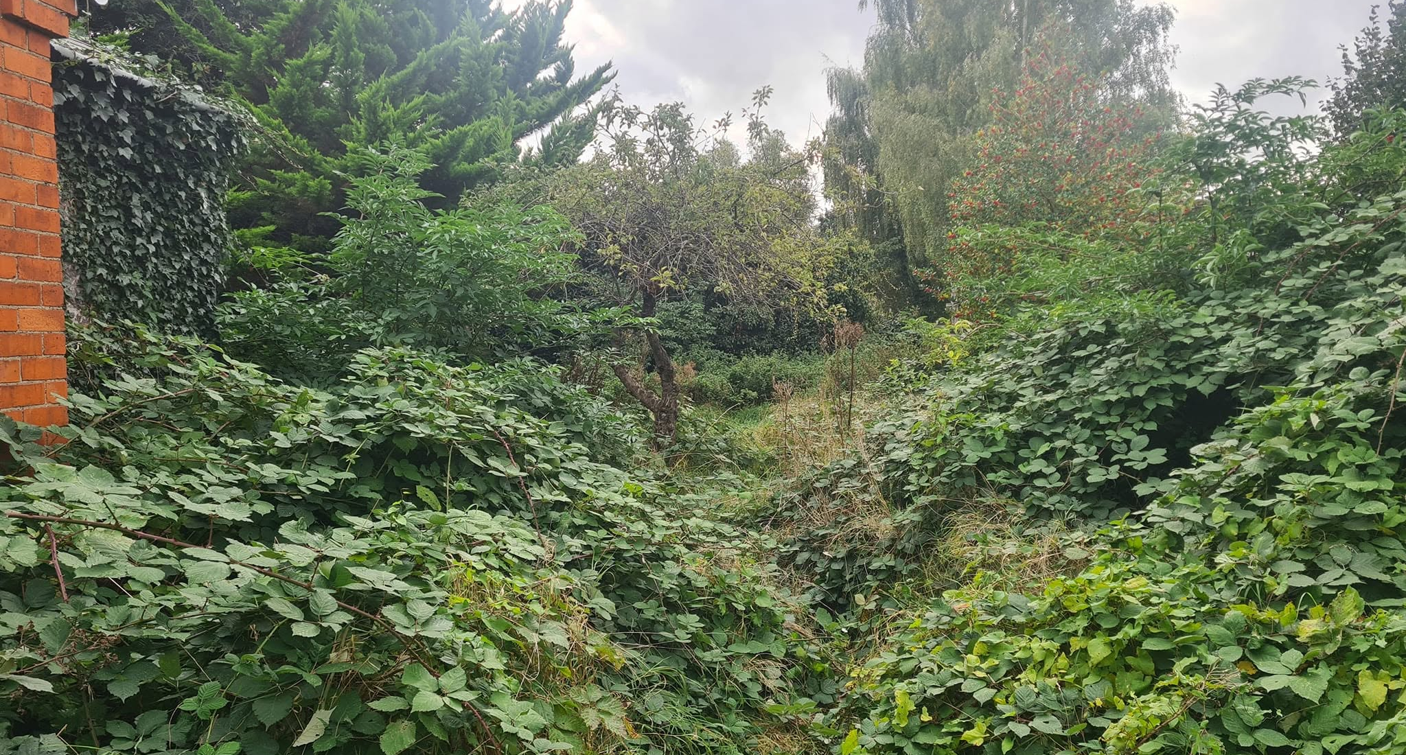 garden-clearance6-before2